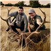 Image 1 : Iberian Red Stag Hunt in Spain for 1