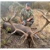 Image 2 : Iberian Red Stag Hunt in Spain for 1