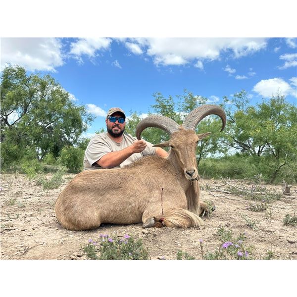 Aoudad Hunt for 1 Hunter- Medina, Texas