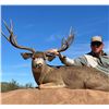 Image 1 : 6 Day Mexico Mule Deer Hunt