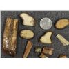 Image 12 : FOSSILIZED IVORY