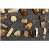 Image 2 : FOSSILIZED IVORY