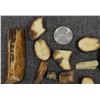 Image 6 : FOSSILIZED IVORY