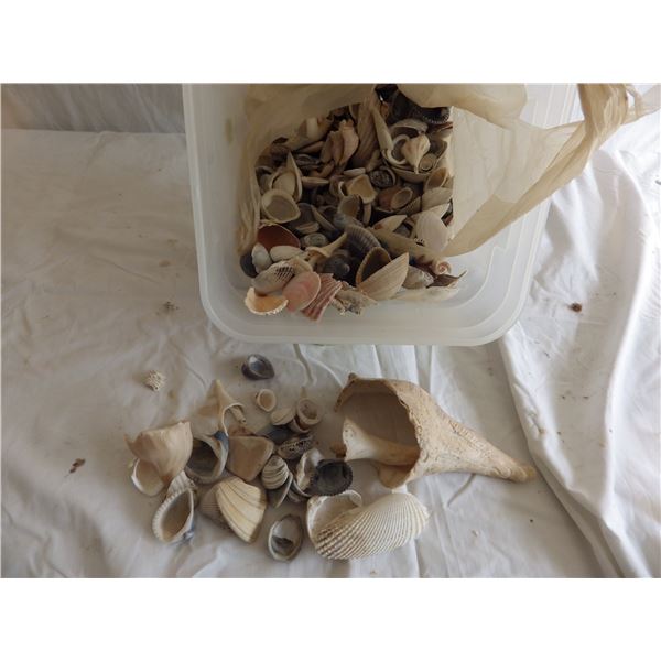 collection of seashells