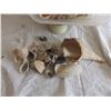 Image 2 : collection of seashells