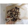 Image 3 : collection of seashells