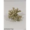 Image 1 : Piece of Coral
