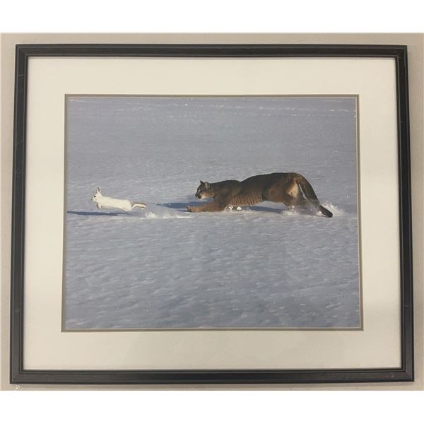 Framed Wildlife Art Print: Cougar Chasing Hare on Snow, 23 x 27”