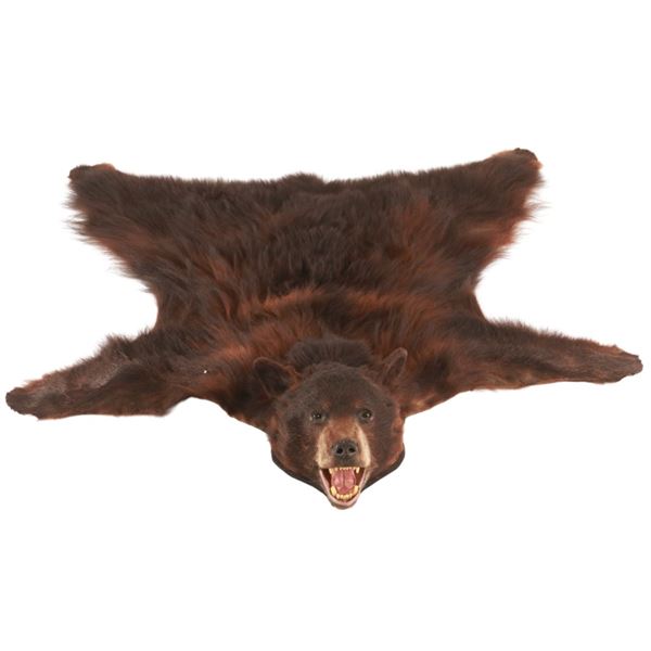 American Black Bear Hide Rug Taxidermy
