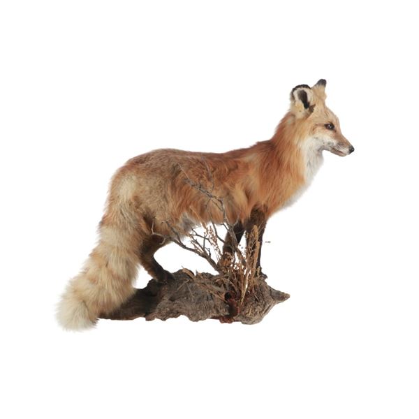 Walking Red Fox Full Body Professional Taxidermy
