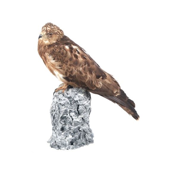Amazing Common Buzzard Buteo Full Body Mount