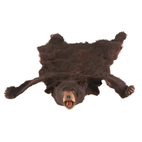Montana Black Bear Professional Taxidermy Hide