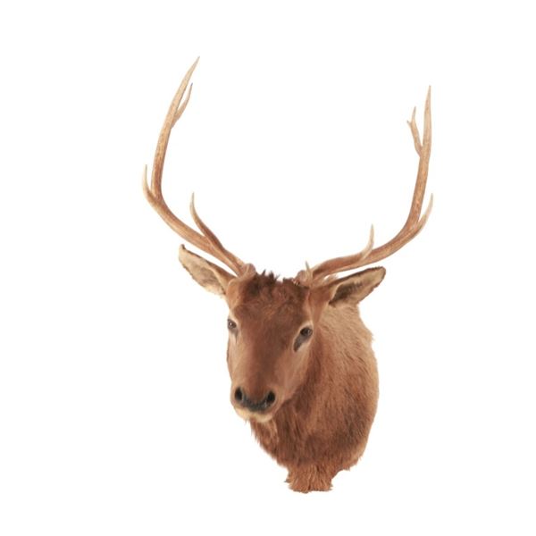 Rocky Mountain 4x4 Elk Professional Taxidermy