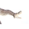 Image 4 : Striking Diamondback Rattlesnake Taxidermy