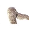 Image 5 : Striking Diamondback Rattlesnake Taxidermy