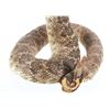 Image 7 : Striking Diamondback Rattlesnake Taxidermy