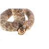 Image 8 : Striking Diamondback Rattlesnake Taxidermy