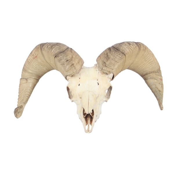 Alaska Dall Big Horn Sheep Taxidermy Mount