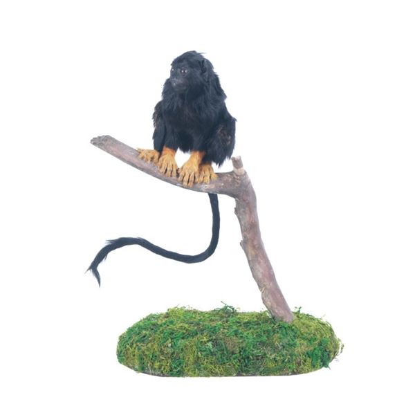 Red Handed Tamarin Monkey Full Body Taxidermy