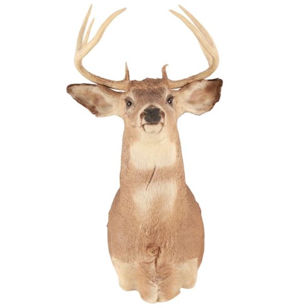 Montana 4 x 4 Trophy Whitetail Deer Mount
