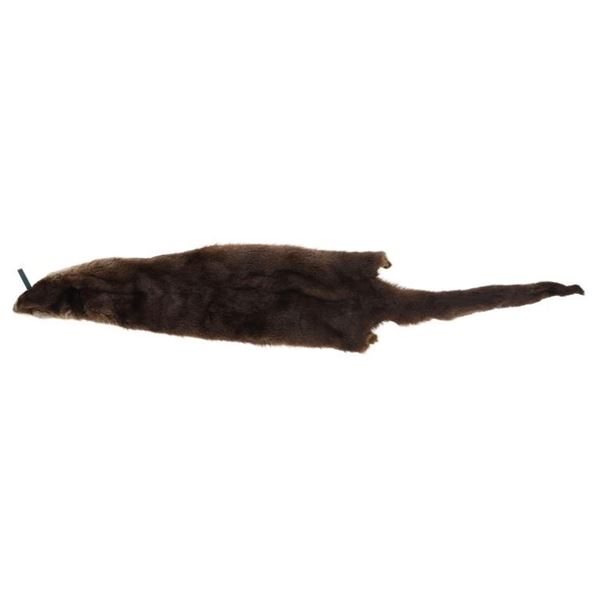 Montana Tanned River Otter Fur Hide