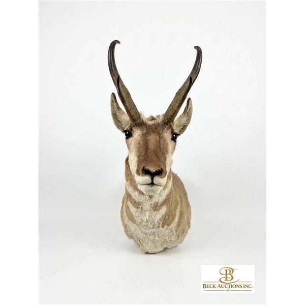 Pronghorn Antelope Shoulder Taxidermy Mount with 2013-2014 Tag 4859