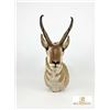 Image 1 : Pronghorn Antelope Shoulder Taxidermy Mount with 2013-2014 Tag 4859