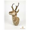 Image 2 : Pronghorn Antelope Shoulder Taxidermy Mount with 2013-2014 Tag 4859