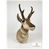 Image 3 : Pronghorn Antelope Shoulder Taxidermy Mount with 2013-2014 Tag 4859