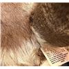Image 4 : Pronghorn Antelope Shoulder Taxidermy Mount with 2013-2014 Tag 4859