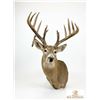 Image 1 : Large Whitetail Deer Taxidermy Shoulder Mount with Tagged Antlers
