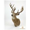 Image 2 : Large Whitetail Deer Taxidermy Shoulder Mount with Tagged Antlers