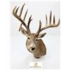 Image 3 : Large Whitetail Deer Taxidermy Shoulder Mount with Tagged Antlers