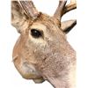 Image 4 : Large Whitetail Deer Taxidermy Shoulder Mount with Tagged Antlers