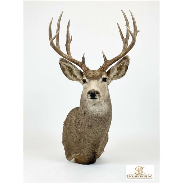 Trophy Mule Deer Shoulder Mount, Boone & Crockett Scored 172 With Tag, Large Antlers