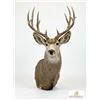 Image 1 : Trophy Mule Deer Shoulder Mount, Boone & Crockett Scored 172 With Tag, Large Antlers