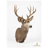 Image 2 : Trophy Mule Deer Shoulder Mount, Boone & Crockett Scored 172 With Tag, Large Antlers