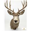 Image 3 : Trophy Mule Deer Shoulder Mount, Boone & Crockett Scored 172 With Tag, Large Antlers