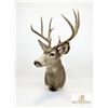 Image 4 : Trophy Mule Deer Shoulder Mount, Boone & Crockett Scored 172 With Tag, Large Antlers