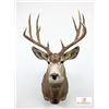 Image 5 : Trophy Mule Deer Shoulder Mount, Boone & Crockett Scored 172 With Tag, Large Antlers
