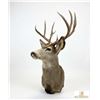 Image 6 : Trophy Mule Deer Shoulder Mount, Boone & Crockett Scored 172 With Tag, Large Antlers