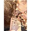 Image 7 : Trophy Mule Deer Shoulder Mount, Boone & Crockett Scored 172 With Tag, Large Antlers
