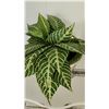 Image 5 : Painted Wood Nesting Tables with French Script Detail and Artificial Plant in Metal Planter