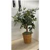 Image 3 : Faux Ficus Tree in Woven Basket and Ivy Topiary in Basket Planter, Tallest, 49”