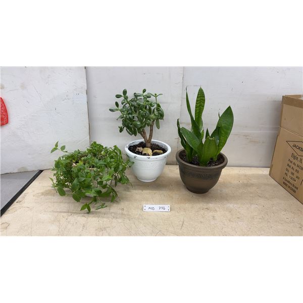 Trio of Houseplants: Tradescantia Inch Plant, Jade Plant, and Snake Plant