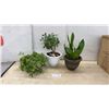 Image 2 : Trio of Houseplants: Tradescantia Inch Plant, Jade Plant, and Snake Plant