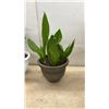 Image 3 : Trio of Houseplants: Tradescantia Inch Plant, Jade Plant, and Snake Plant