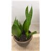 Image 4 : Trio of Houseplants: Tradescantia Inch Plant, Jade Plant, and Snake Plant