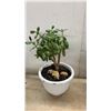 Image 5 : Trio of Houseplants: Tradescantia Inch Plant, Jade Plant, and Snake Plant