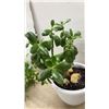 Image 6 : Trio of Houseplants: Tradescantia Inch Plant, Jade Plant, and Snake Plant